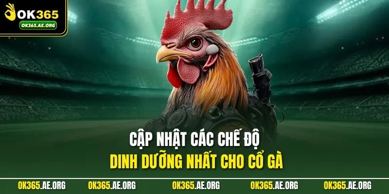 Cách Làm Cổ Gà Chọi To Được Bật Mí Bởi Các Chuyên Gia OK365 3 Cập nhật các chế độ dinh dưỡng nhất cho cổ gà