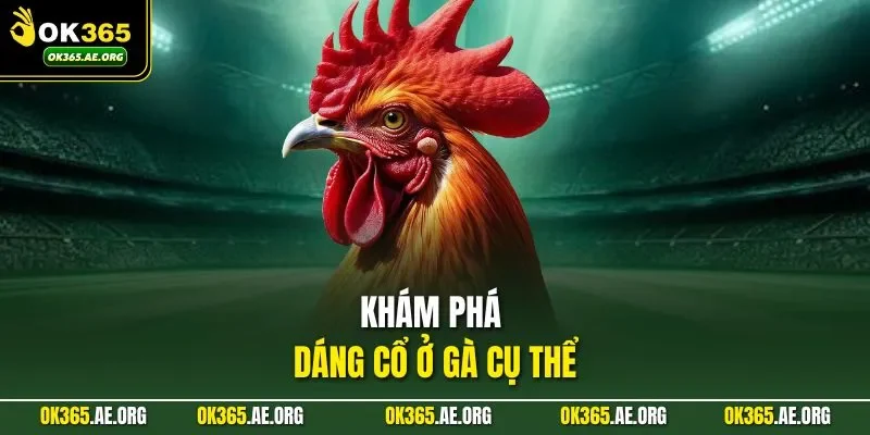 Cách Làm Cổ Gà Chọi To Được Bật Mí Bởi Các Chuyên Gia OK365 2 Khám phá dáng cổ ở gà cụ thể
