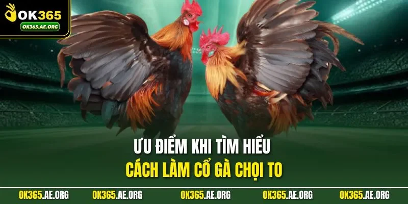Cách Làm Cổ Gà Chọi To Được Bật Mí Bởi Các Chuyên Gia OK365 1 Ưu điểm khi tìm hiểu cách làm cổ gà chọi to
